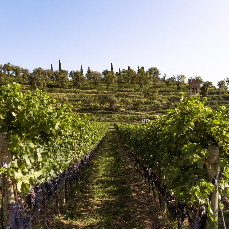 A stroll in the vineyard and the Bucintoro